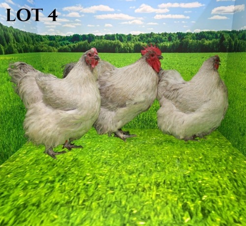 3 X LAVENDER ORPINGTON ROOSTER & HEN DEMI VAN DER BURGH (Pay per animal to take the lot)