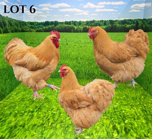 3 X BUFF ORPINGTON ROOSTER & HEN CRAWFORD POULTRY (Pay per animal to take the lot)