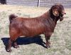 1 X KALAHARI RED RAM - ALBIE HORN - ALBIAN STOET - STOET/STUD - 2