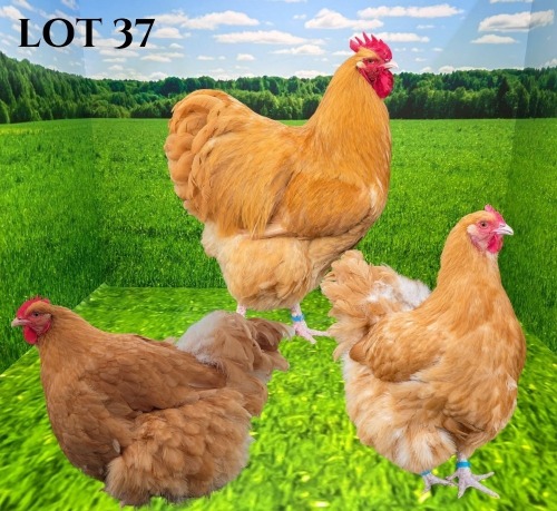 3 X BUFF ORPINGTON ROOSTER & HEN CRAWFORD POULTRY (Pay per animal to take the lot)