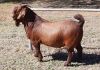 1 X KALAHARI RED - ALBIE HORN - ALBIAN STOET - STOET/STUD