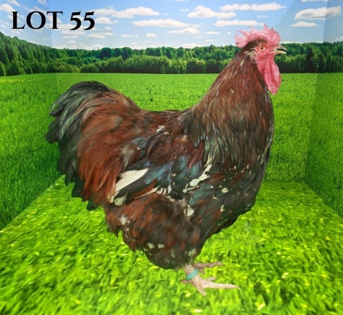 1 X JUBILEE ORPINGTON ROOSTER HANNES VAN STADEN