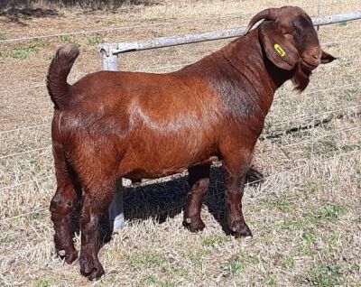 1 X KALAHARI RED - ALBIE HORN - ALBIAN STOET - STOET/STUD