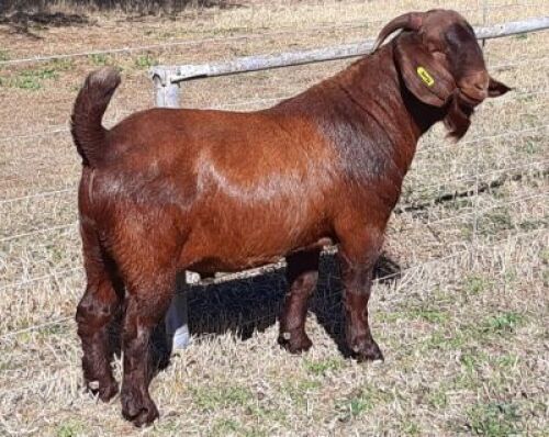 1 X KALAHARI RED - ALBIE HORN - ALBIAN STOET - STOET/STUD