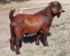 1 X KALAHARI RED - ALBIE HORN - ALBIAN STOET - STOET/STUD