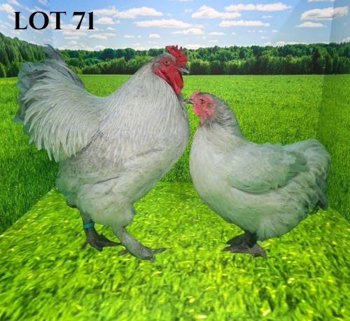 2 X LAVENDER ORPINGTON ROOSTER & HEN DEMI VAN DER BURGH (Pay per animal to take the lot)