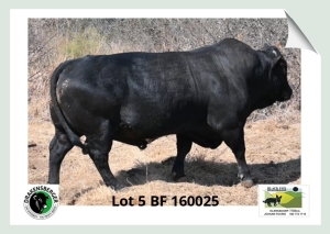 1x BUL BF 160025 BLACK FOX