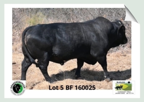 1x BUL BF 160025 BLACK FOX