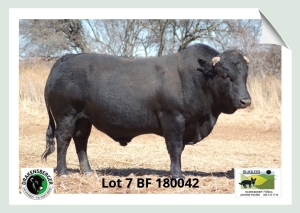 1x BUL BF 180042 BLACK FOX