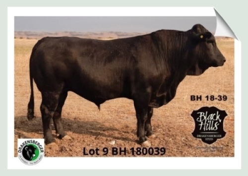 1x BUL BH 180039 BLACK HILLS