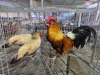 3 X KAPOK 1 X ROOSTER & 2 X HEN Hanri Meatmaster (PER ANIMAL TO TAKE THE LOT) - 2
