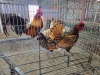 2 X GOLDEN SEBRIGHT BANTAM ROOSTER & HEN Vrede Meatmasters (PER ANIMAL TO TAKE THE LOT) - 2