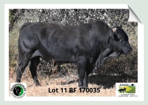 1x BUL BF 170035 BLACK FOX