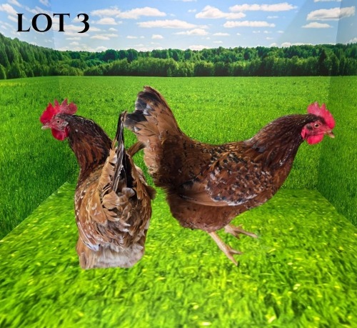 2 X BOSVELDERS HEN Klaargoud Boerdery (PER ANIMAL TO TAKE THE LOT)