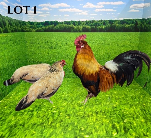 3 X KAPOK 1 X ROOSTER & 2 X HEN Hanri Meatmaster (PER ANIMAL TO TAKE THE LOT)