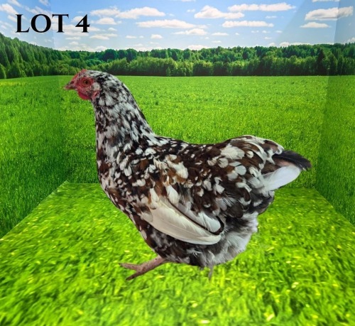 1 X BANTAM ORPINGTON HEN Vrede Meatmasters