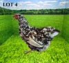 1 X BANTAM ORPINGTON HEN Vrede Meatmasters