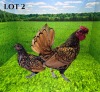 2 X GOLDEN SEBRIGHT BANTAM ROOSTER & HEN Vrede Meatmasters (PER ANIMAL TO TAKE THE LOT)