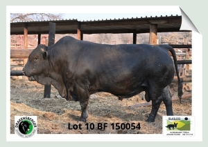 1x BUL BF 150054 BLACK FOX