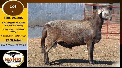 1 X MEATMASTER RAM Hanri Meatmaster