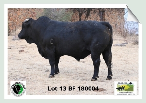 1x BUL BF 180004 BLACK FOX