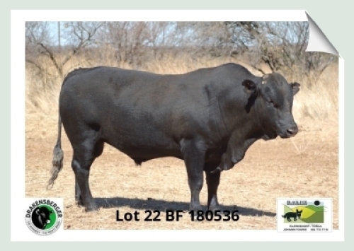 1x BUL BF 180536 BLACK FOX