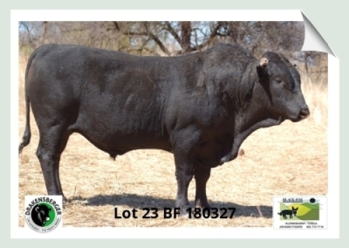 1x BUL BF 180327 BLACK FOX