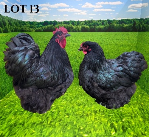 2 X CHICKEN MORNAY SMITH (Pay per animal to take the lot)