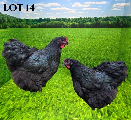 2 X CHICKEN MORNAY SMITH (Pay per animal to take the lot)