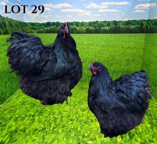2 X CHICKEN MORNAY SMITH (Pay per animal to take the lot)