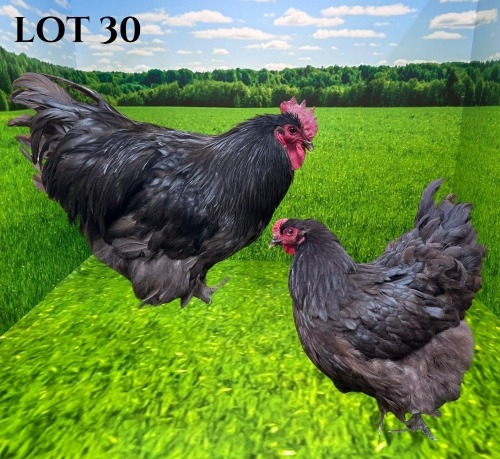 2 X CHICKEN MORNAY SMITH (Pay per animal to take the lot)