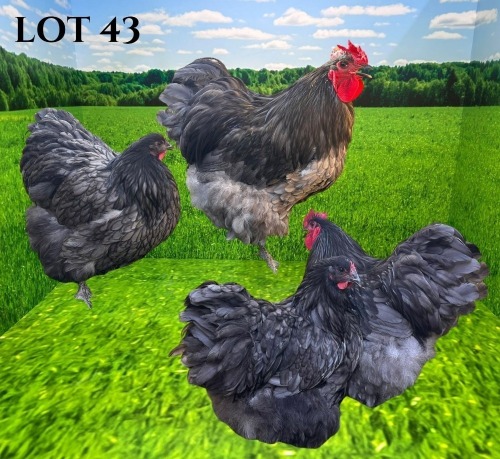 4 X CHICKEN MORNAY SMITH (Pay per animal to take the lot)