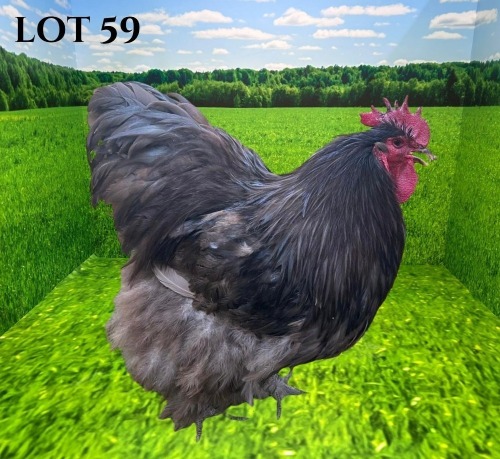 1 X CHICKEN MORNAY SMITH (Pay per animal to take the lot)