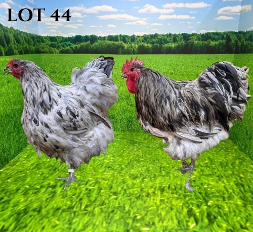 2 X CHICKEN MORNAY SMITH (Pay per animal to take the lot)