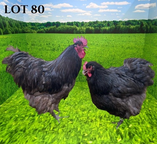 2 X CHICKEN MORNAY SMITH (Pay per animal to take the lot)