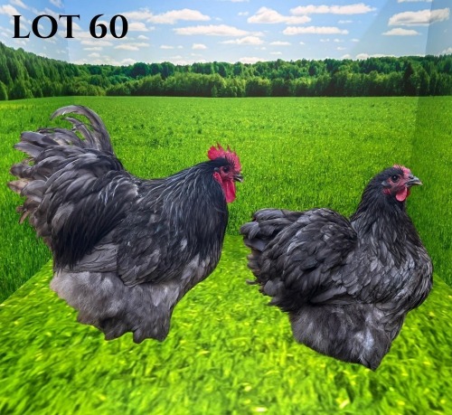 2 X CHICKEN MORNAY SMITH (Pay per animal to take the lot)