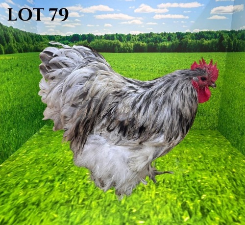 1 X CHICKEN MORNAY SMITH