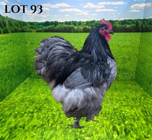 1 X CHICKEN MORNAY SMITH