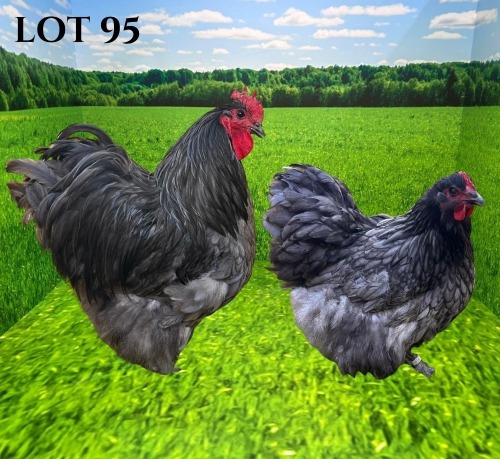 2 X CHICKEN MORNAY SMITH (Pay per animal to take the lot)