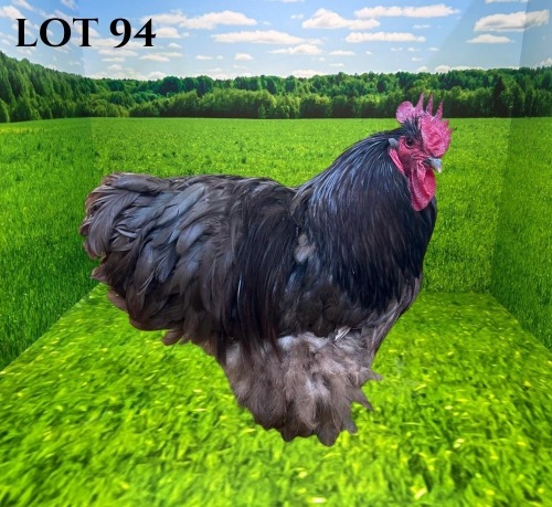 1 X CHICKEN MORNAY SMITH