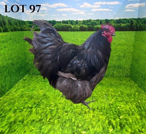 1 X CHICKEN MORNAY SMITH