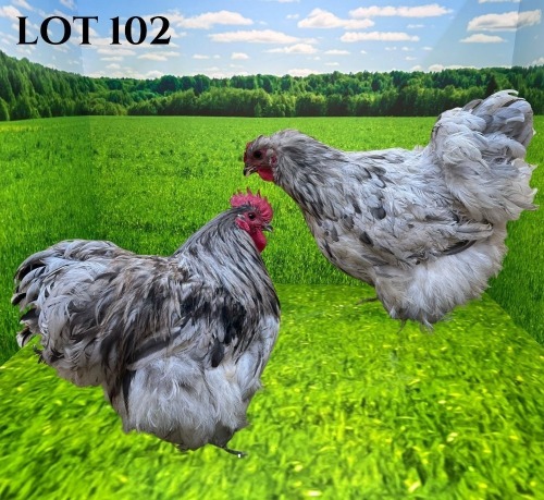 2 X CHICKEN MORNAY SMITH (Pay per animal to take the lot)