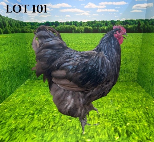 1 X CHICKEN MORNAY SMITH