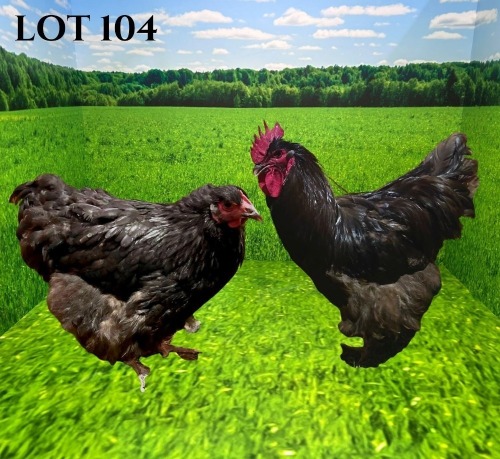 2 X CHICKEN MORNAY SMITH (Pay per animal to take the lot)