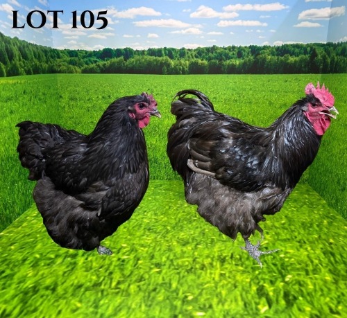 2 X CHICKEN MORNAY SMITH (Pay per animal to take the lot)