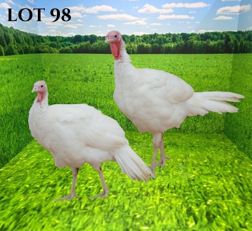 2 X TURKEY ROOSTER & HEN FYNDRAAI (Pay per animal to take the lot)