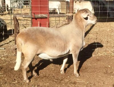 1 X RAM MEATMASTER B3GENETICS PTY LTD