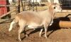 1 X RAM MEATMASTER B3GENETICS PTY LTD - 2