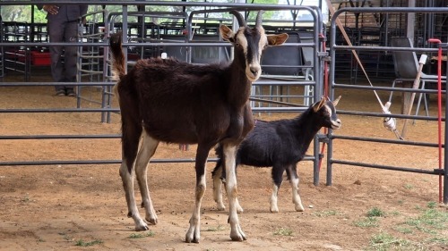 1+1 X MILK GOAT CROSS DOE RAMALAMULA