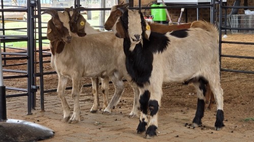 4 X MILK GOAT CROSS BUCK RAMALAMULA (Pay per animal to take the lot)